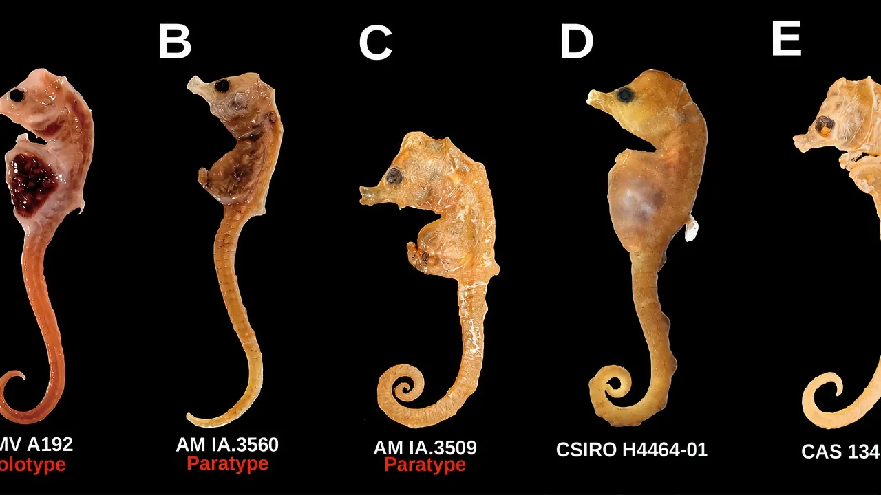 Australyichthys minotaur (preserved specimens)