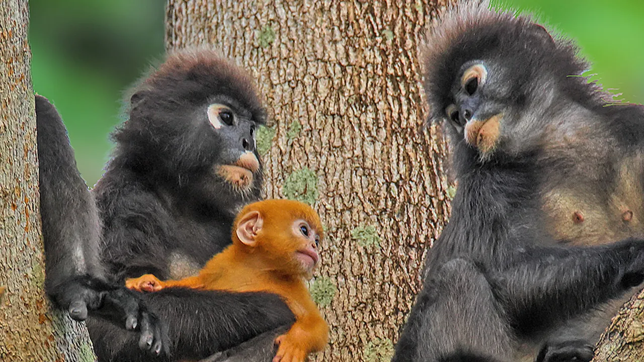 Dusky Langurs at Penang National Park