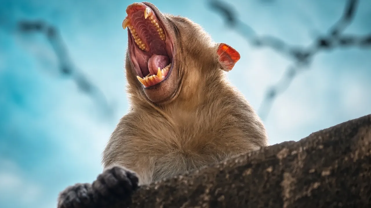 Bonnet Macaque Dentition