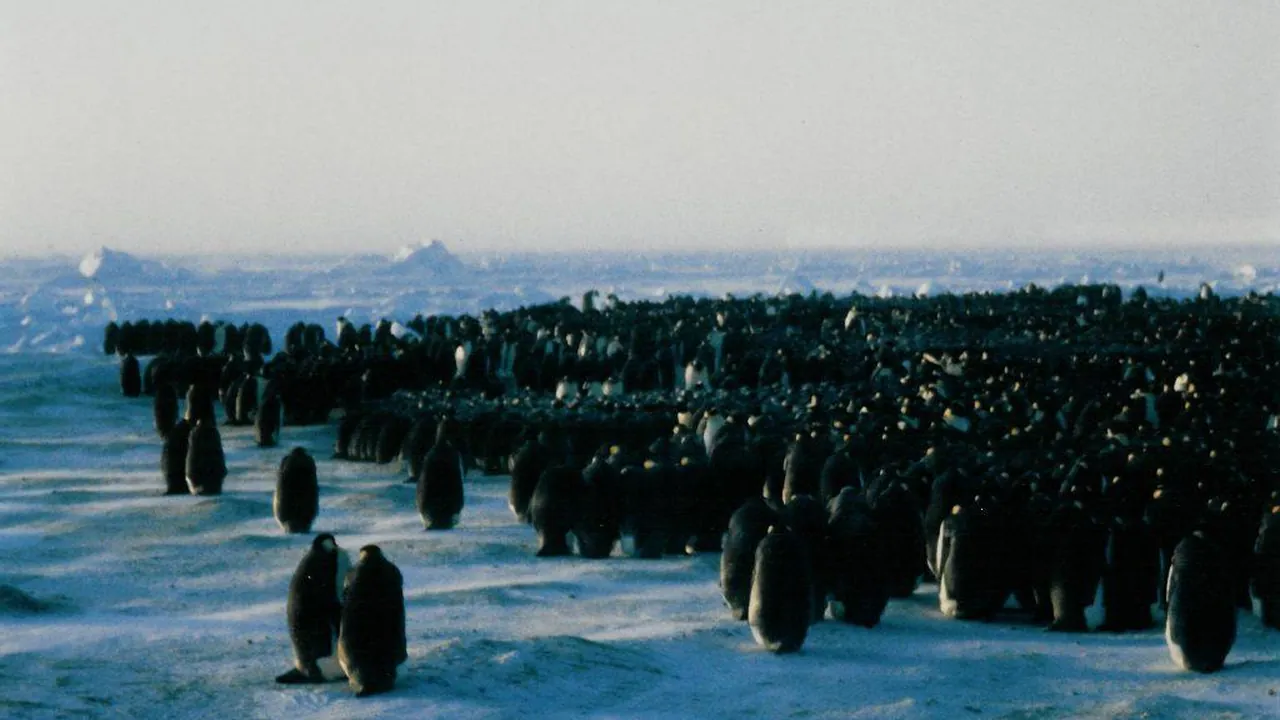 EmperorPenguinColonyClose