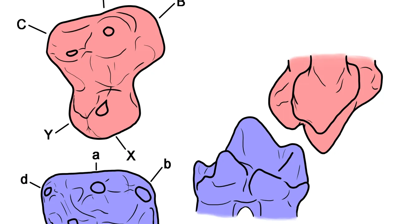 Haldanodon molars