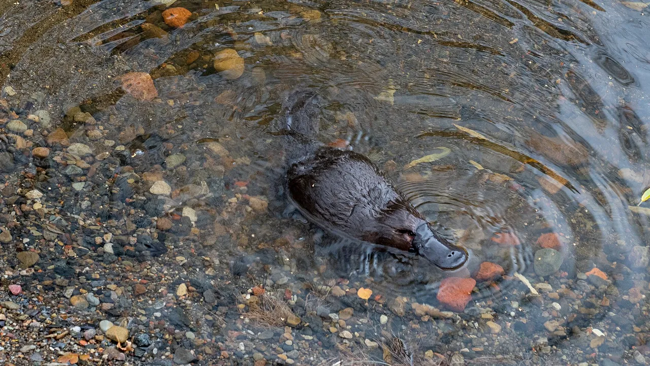 Platypus swimming