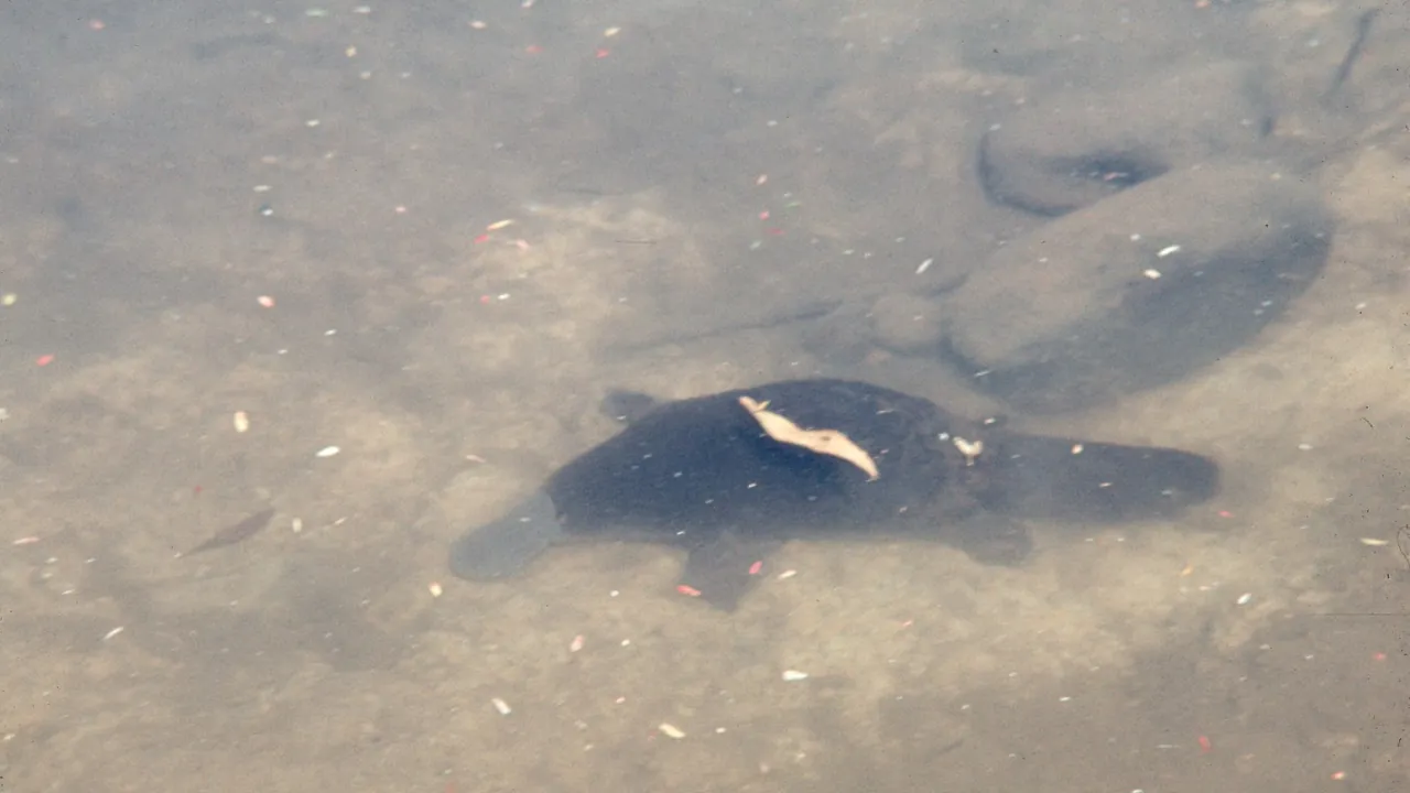 Platypus swimming in water - DPLA - 1785e4714a1e88c22bb60794a26e658f