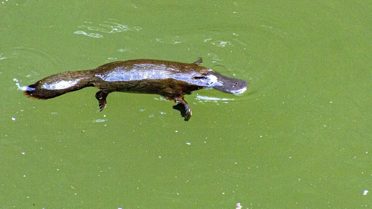 Platypus. Broken River, Queensland. (51190230662)