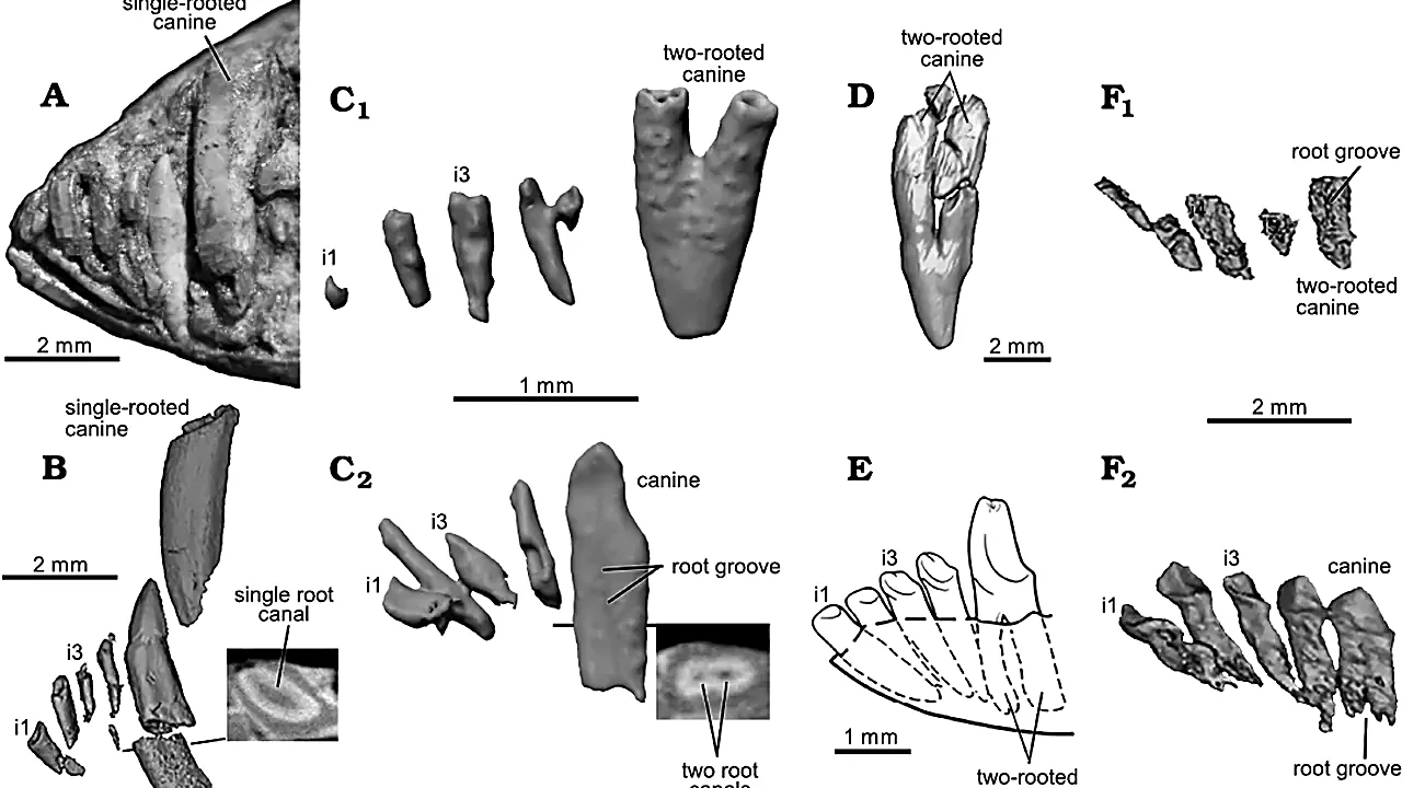 Early mammaliaform incisors and canines