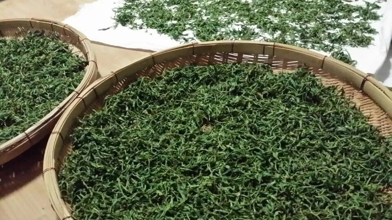 Dried jakseol green tea leaves