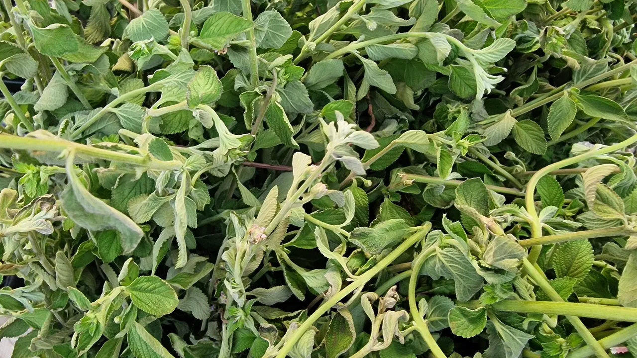 Fresh Green Tea leaves