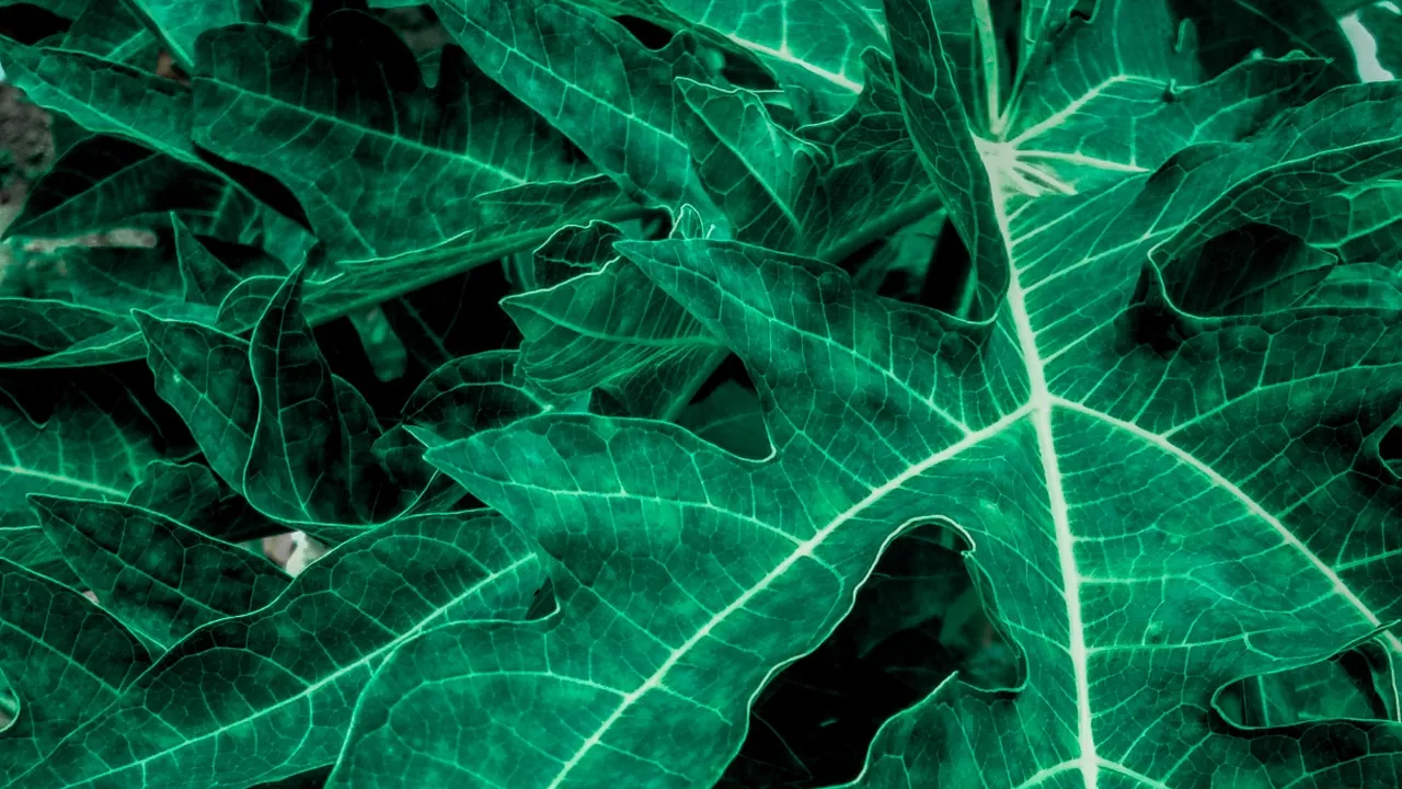 Green leaves tea