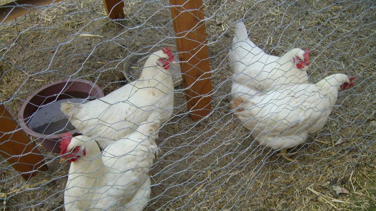 Domestic Chickens 2 Cape Town South Africa