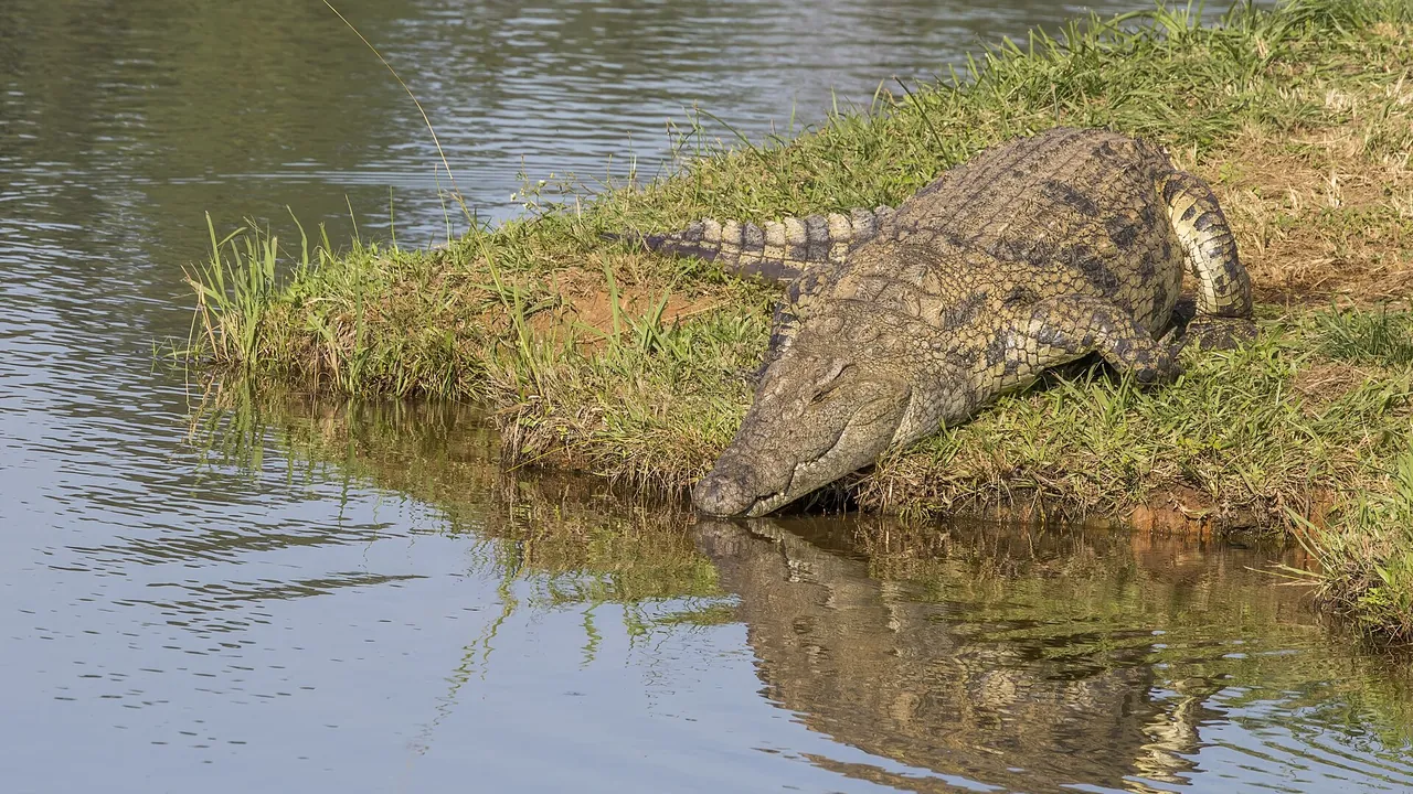 Nile crocodile (Crocodylus niloticus) Mlilwane