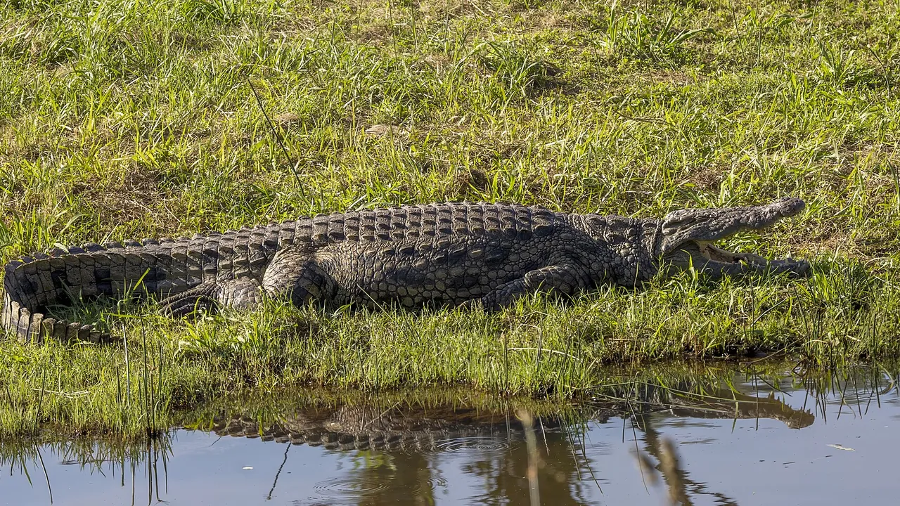 Nile crocodile (Crocodylus niloticus) Mlilwane 2