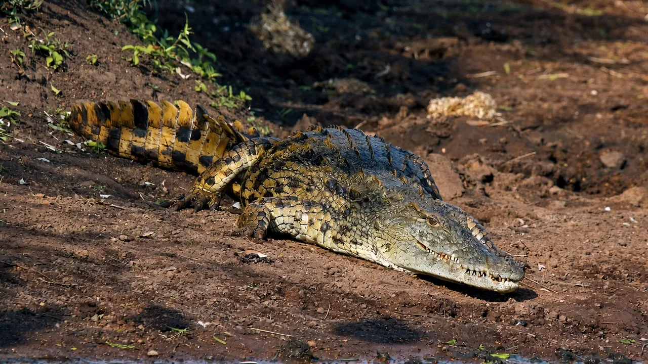 Nile crocodile (Crocodylus niloticus)