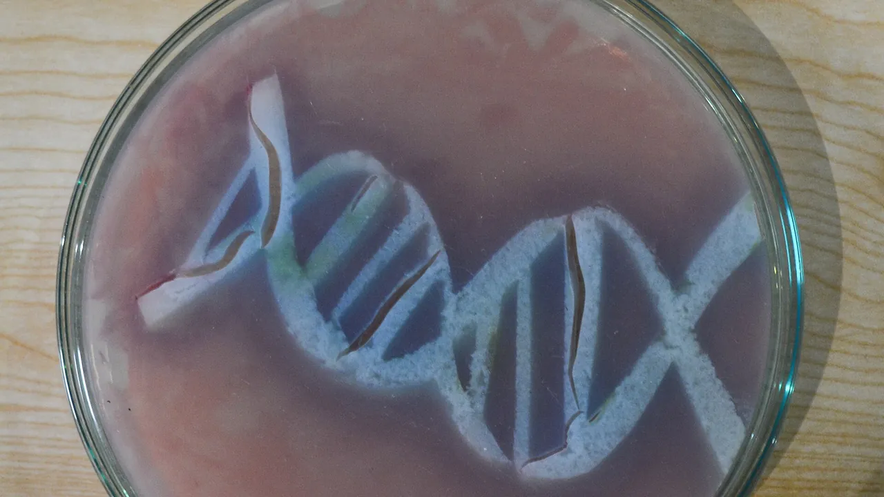 Bacterial cell culture on agar plate ( DNA double helix conformation)