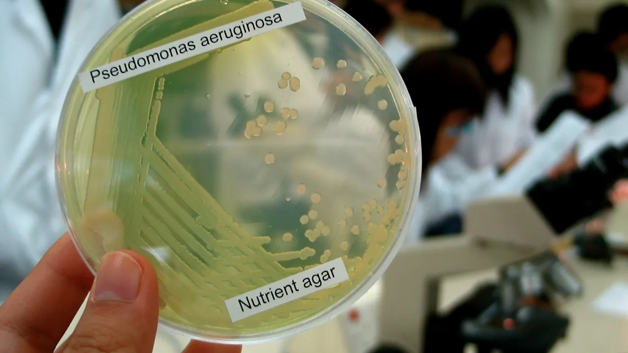 Pseudomonas Aeruginosa