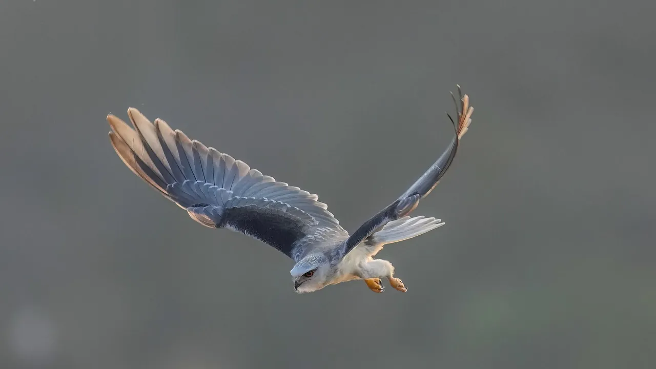 073 Black-shouldered kite in flight in Ranthambore National Park Photo by Giles Laurent