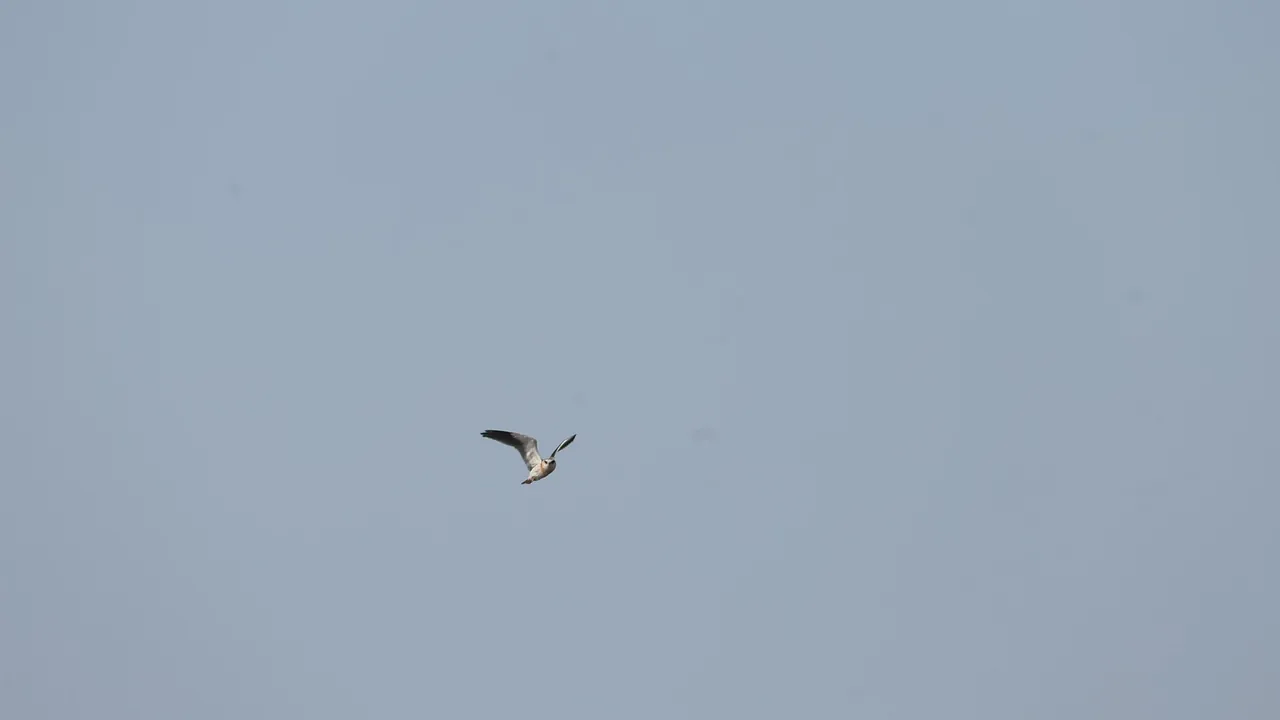 Black-winged kite in flight 02