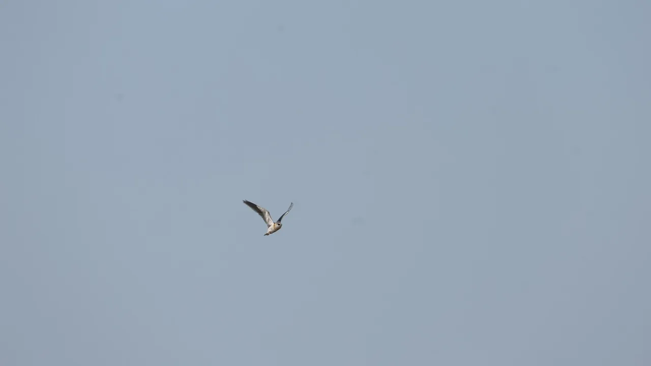 Black-winged kite in flight 03
