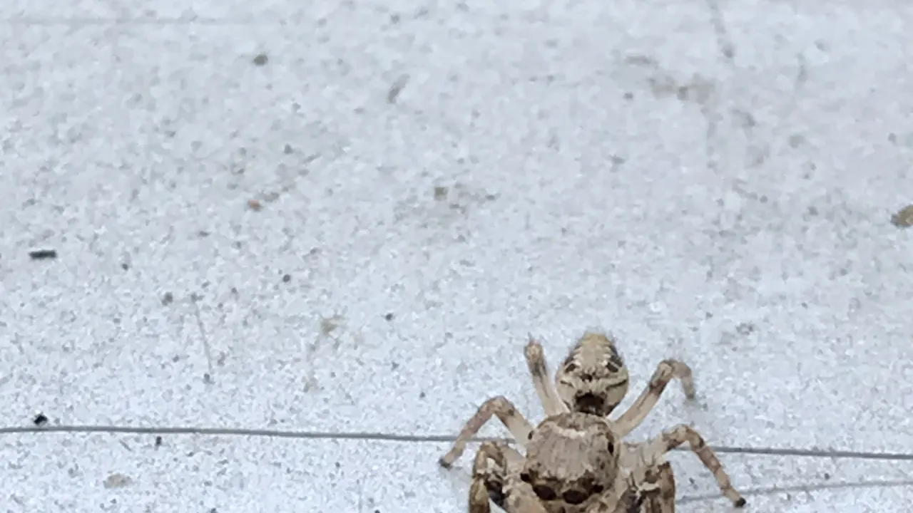 High view of a jumping spider rubbing its eyes