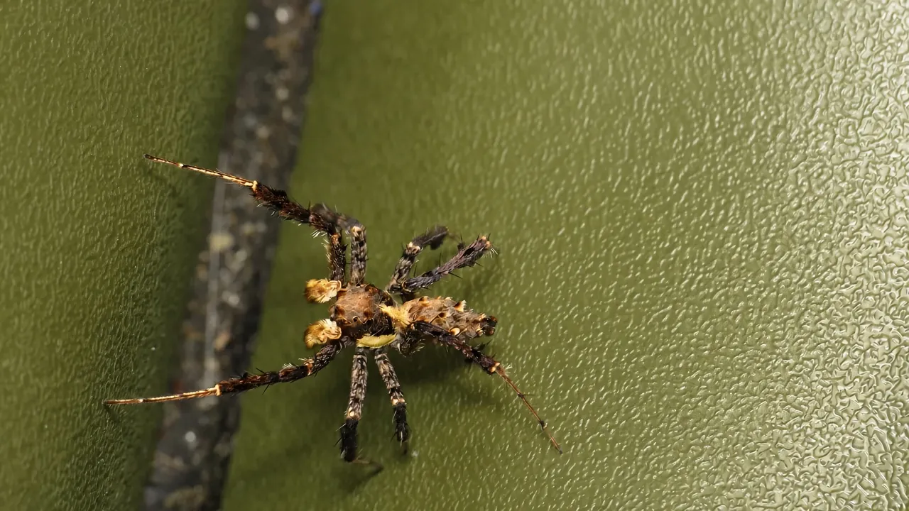Portia fimbriata (15235249464)