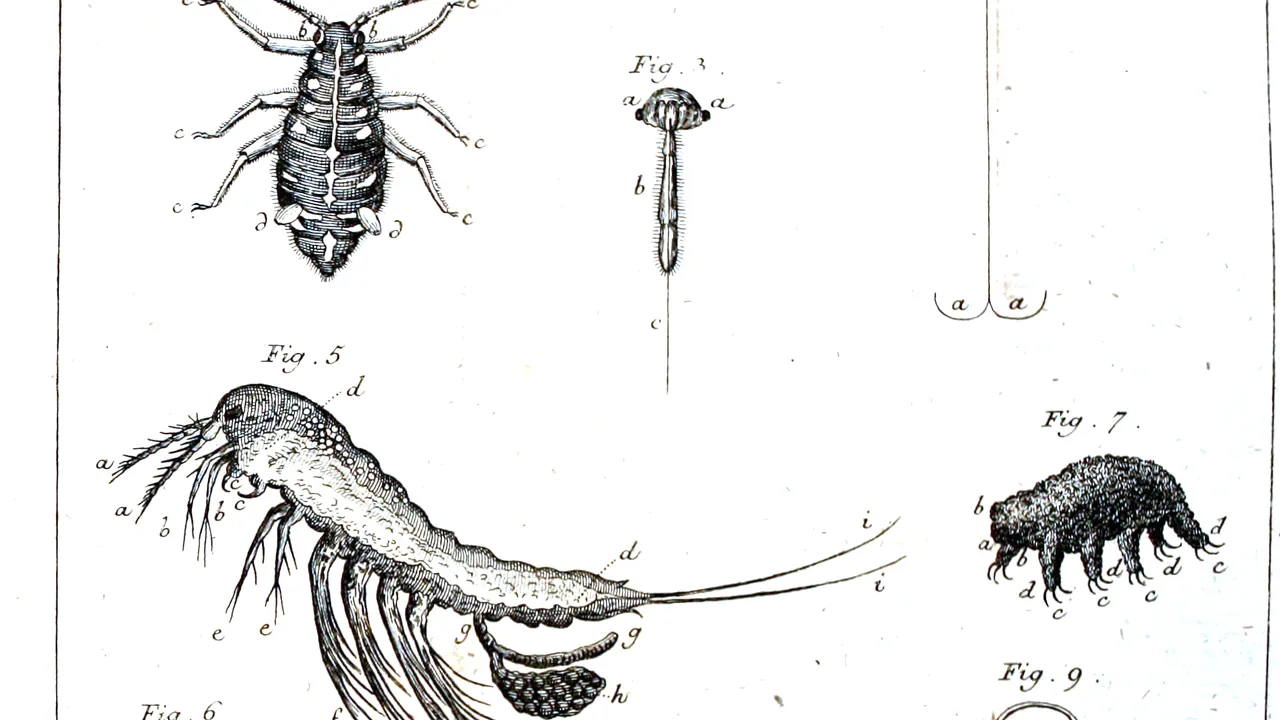 Water bear 1773