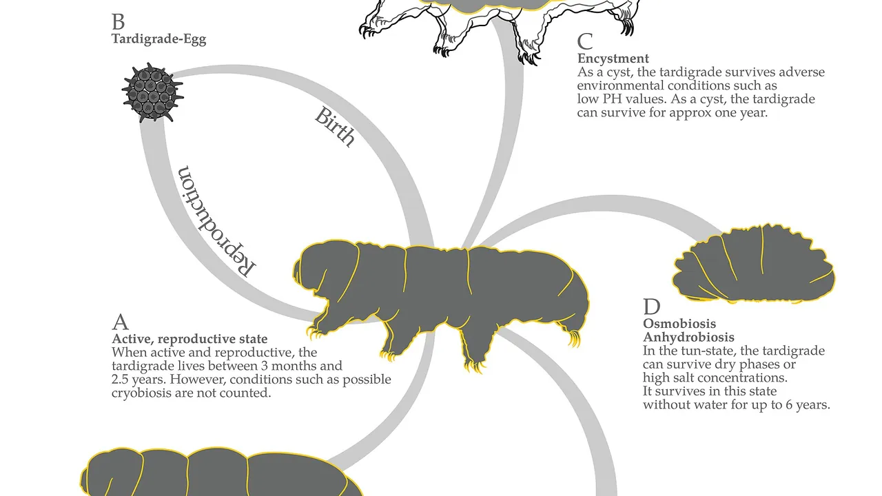 FeineFauna different-state-of-tardigrades 01