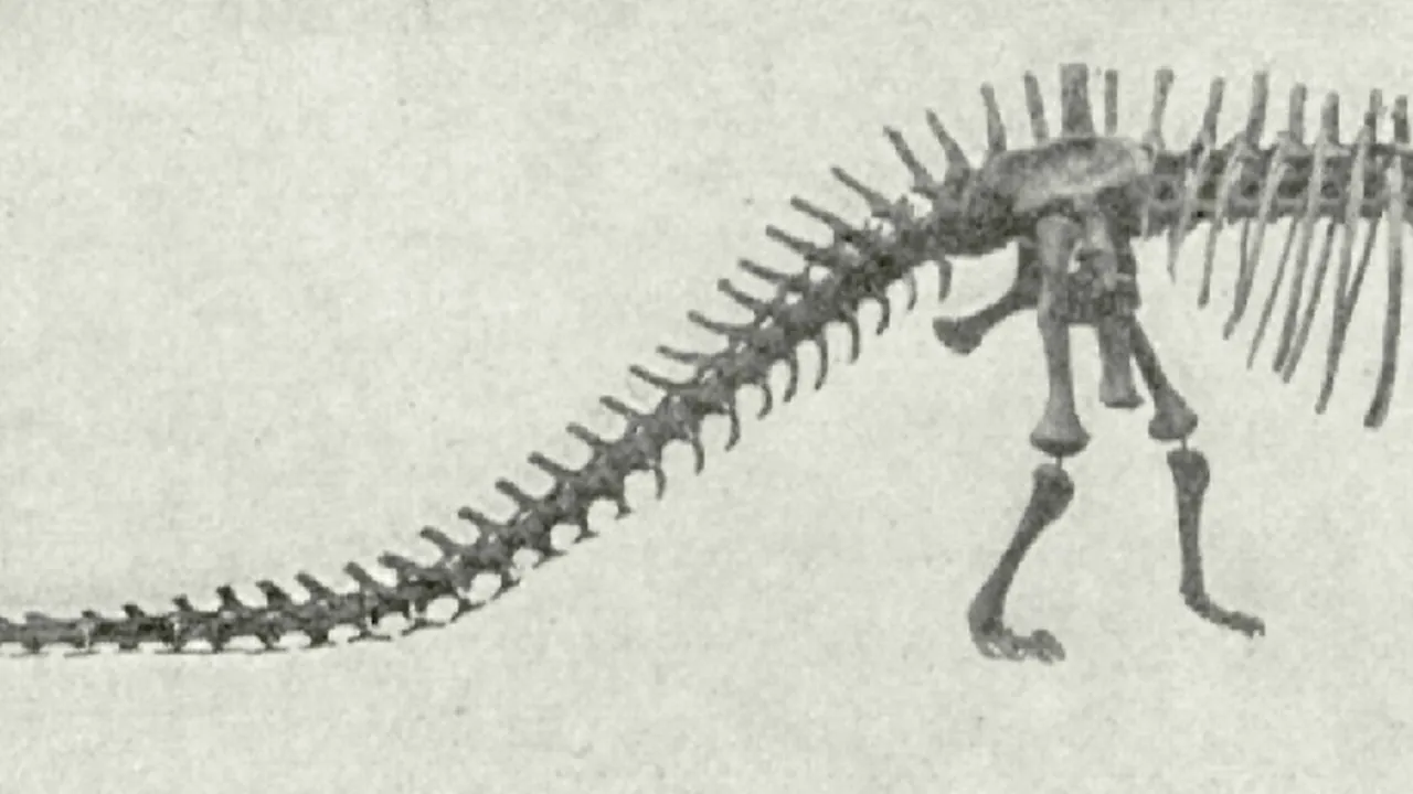Diplodocus skeleton, from Die Rekonstruktion des Diplodocus (Abel 1910)
