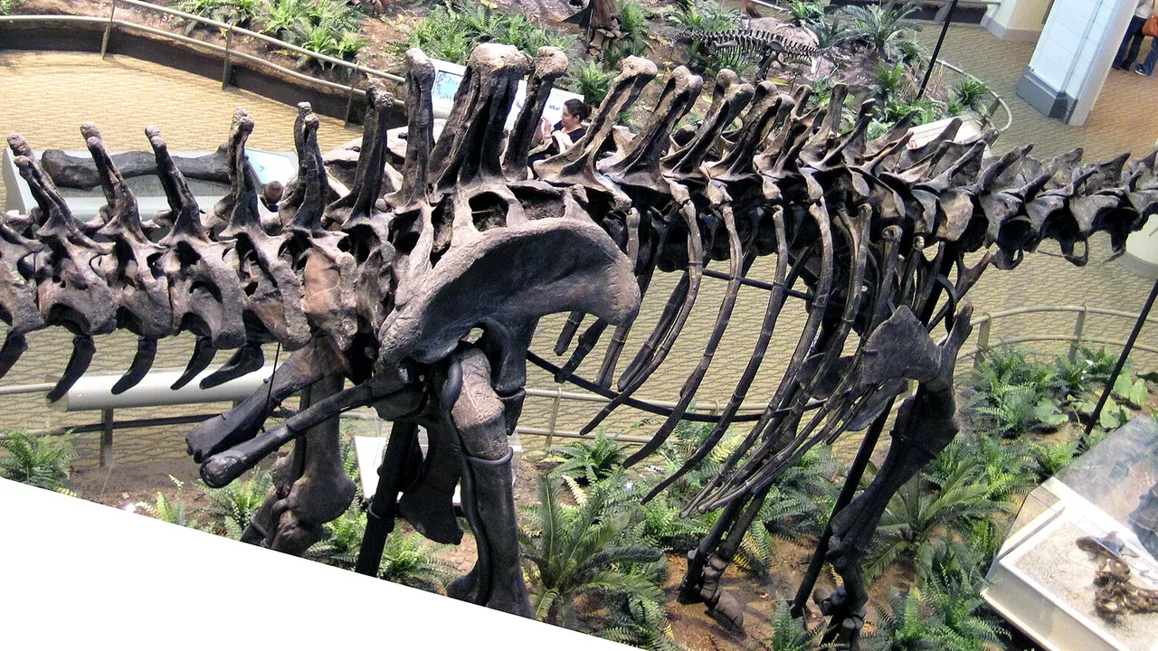 Diplodocus carnegii sauropod dinosaur (Morrison Formation, Upper Jurassic; Sheep Creek, Albany County, southeastern Wyom