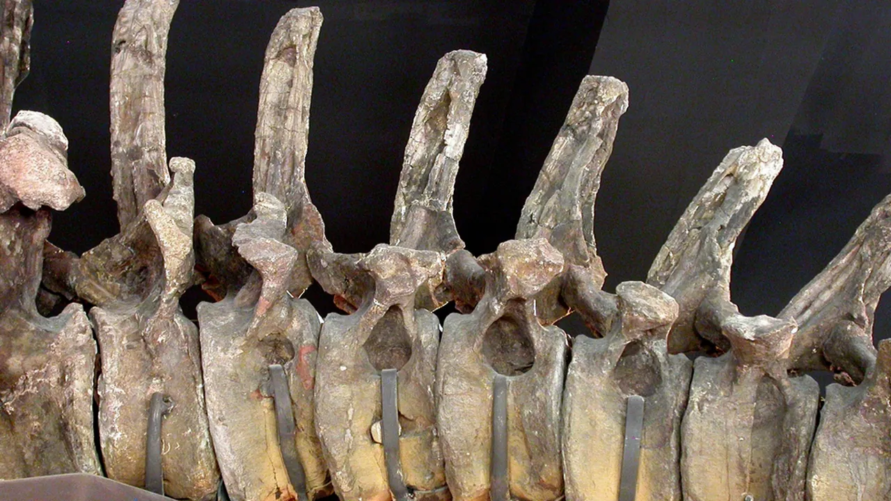 Apatosaurus caudal vertebrae