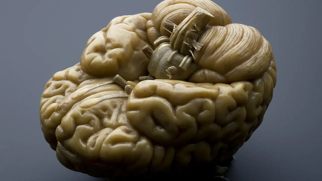 Model of a human brain, Europe, 1801-1850 Wellcome L0057095