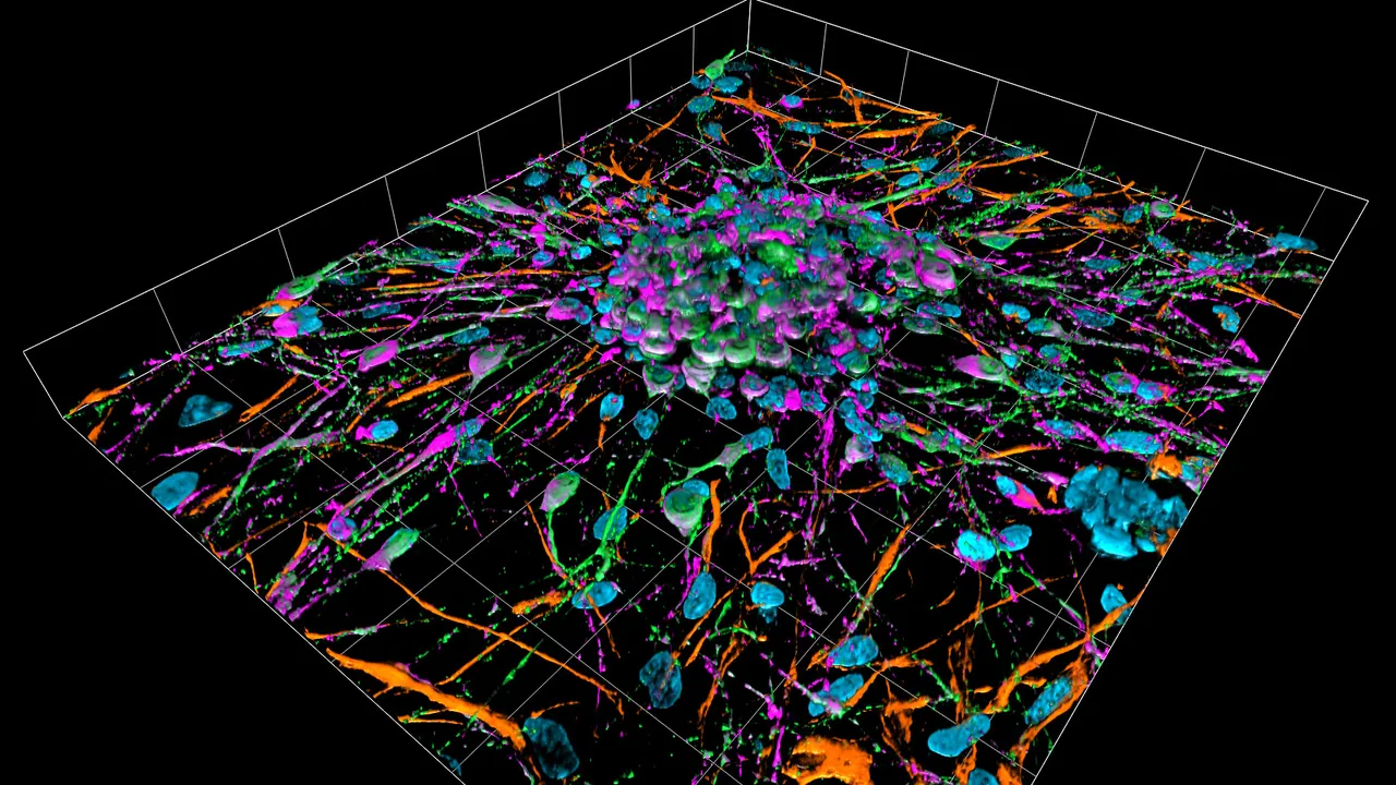 Rat primary cortical neuron culture, 3D reconstruction (30614936992)