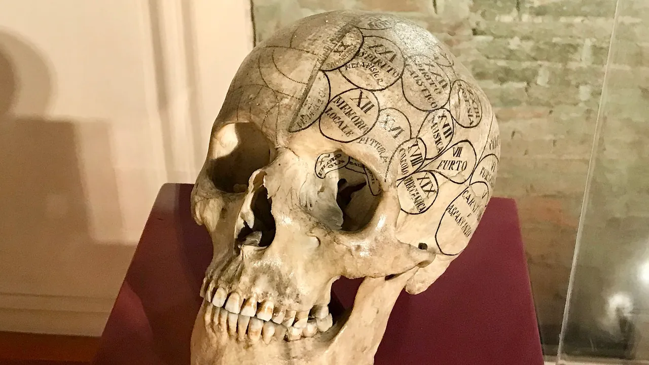 Human skull at human anatomy museum (Pisa university)