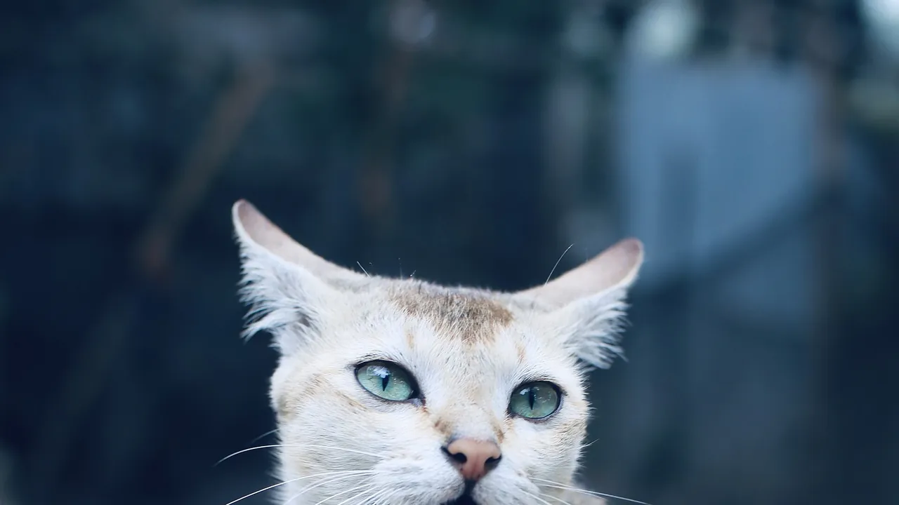 Domestic cat portrait