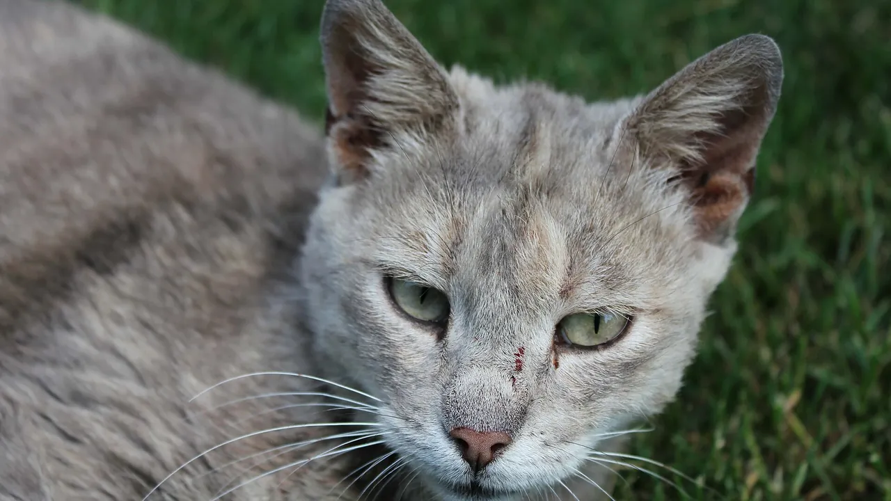 Domestic shorthair cat portrait in grass
