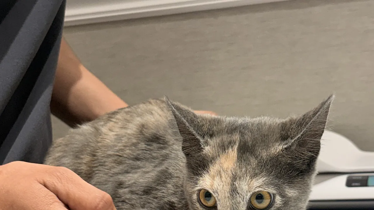 Kitten supported on a towel-covered examination table in Newark, New Jersey