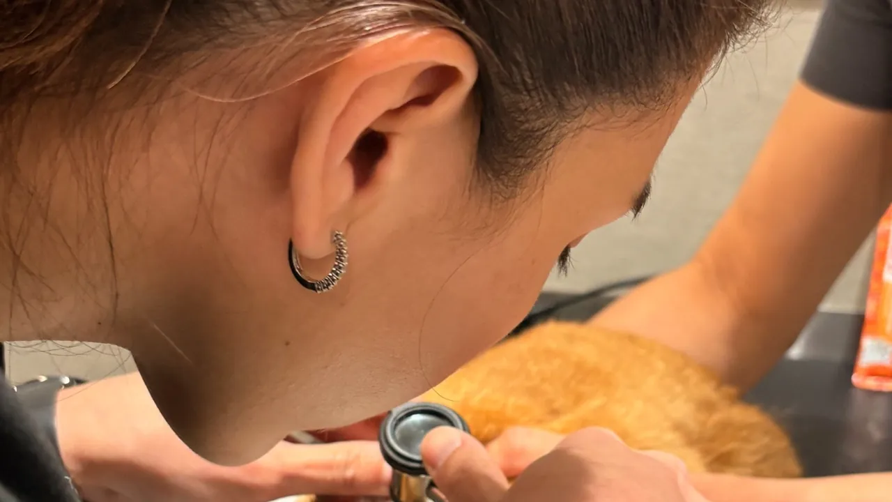 Otoscope examination of a cat ear in Newark, New Jersey