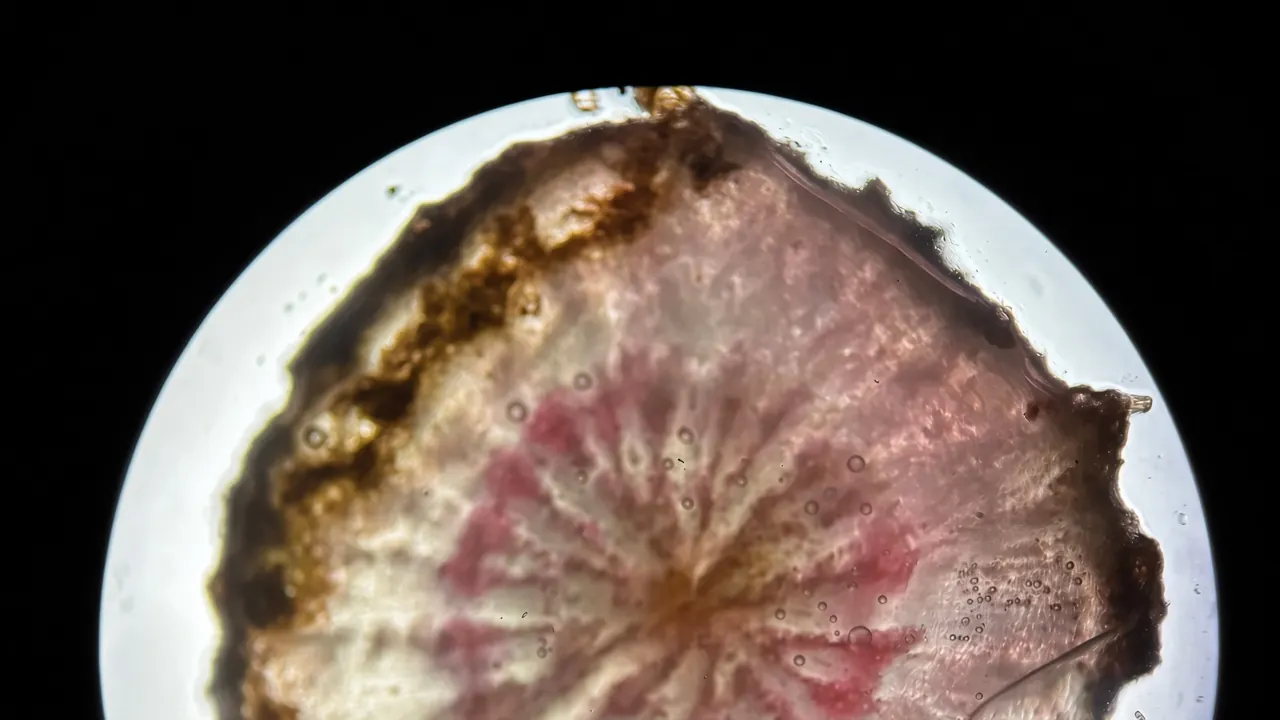 Chicory Root