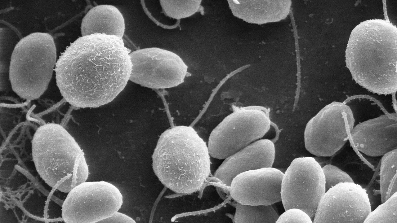 Chlamydomonas6-1