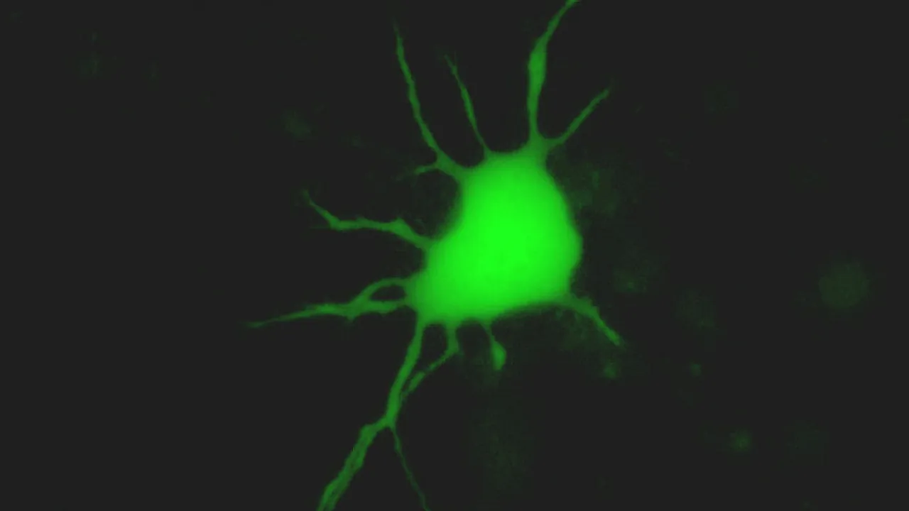 Neuron Heart