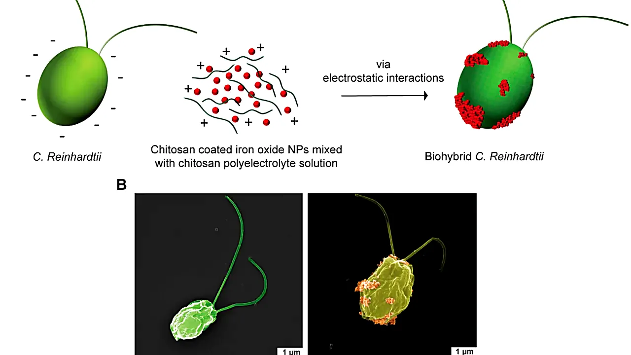 Biohybrid Chlamydomonas reinhardtii microswimmers