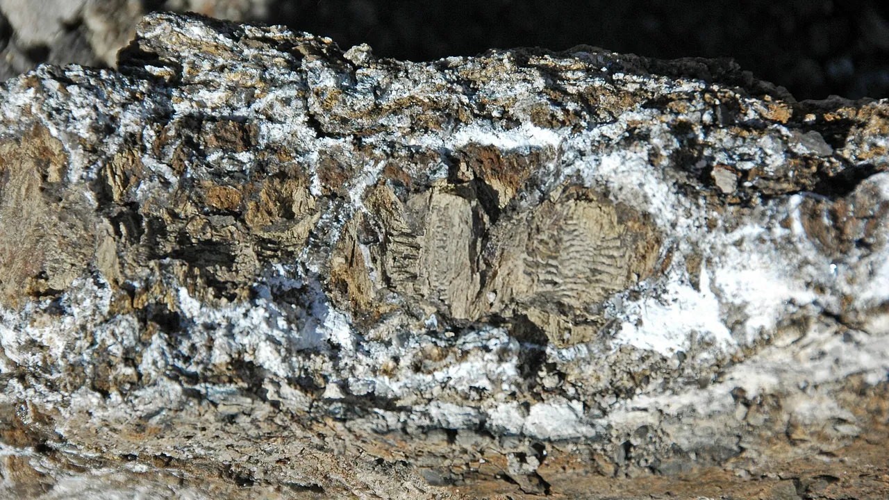 Concretionary cone-in-cone structures (Benton Shale, Upper Cretaceous; Red Rock Canyon Open Space, Colorado Springs, Col