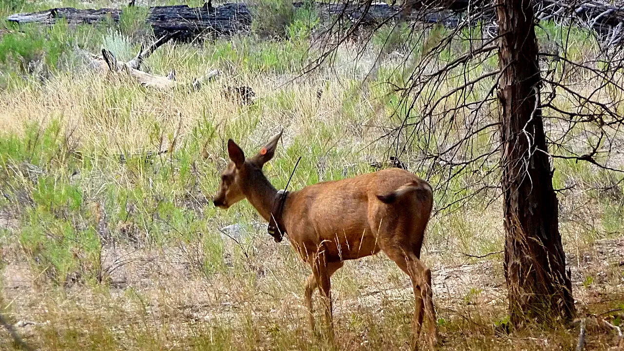 Kings Canyon National Park - Mule Deer with tracking collar near Zumwalt Meadow