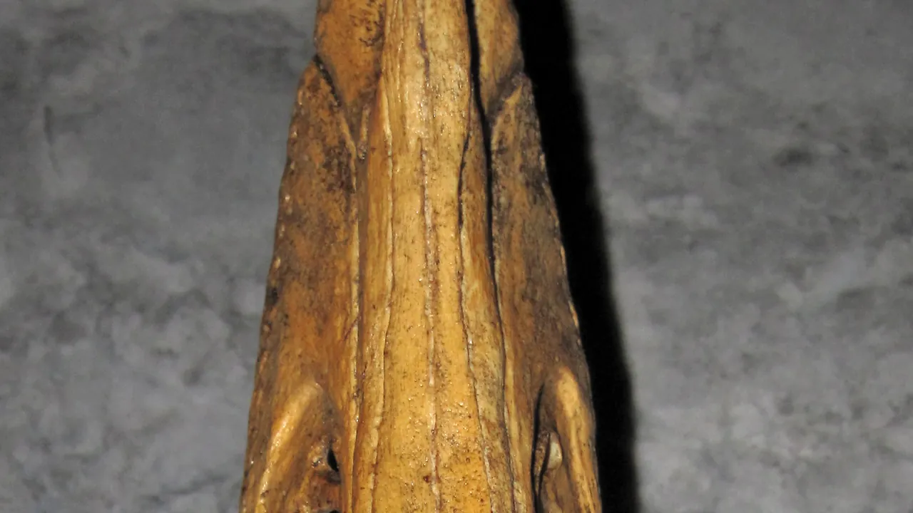 Velociraptor mongoliensis (theropod dinosaur skull - sculpture) (Upper Cretaceous; Gobi Desert, Mongolia-China) 2 (46666