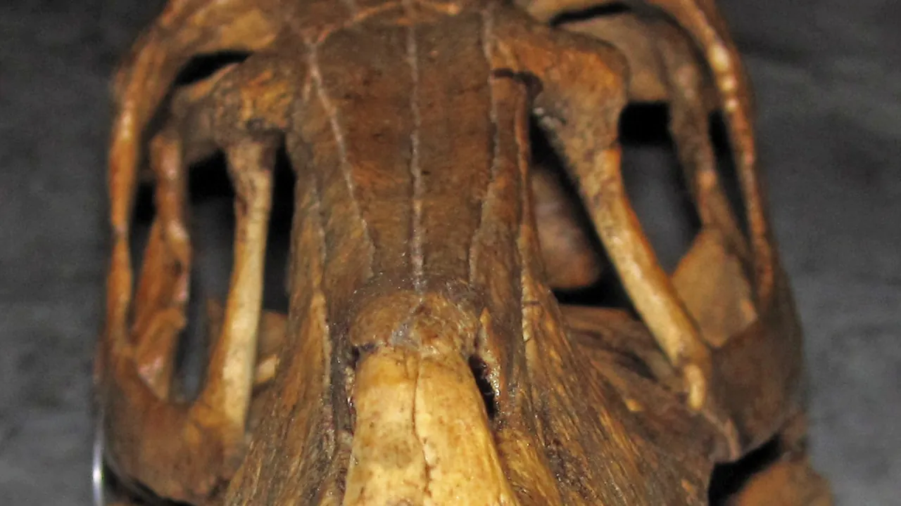Velociraptor mongoliensis (theropod dinosaur skull - sculpture) (Upper Cretaceous; Gobi Desert, Mongolia-China) 3 (46666