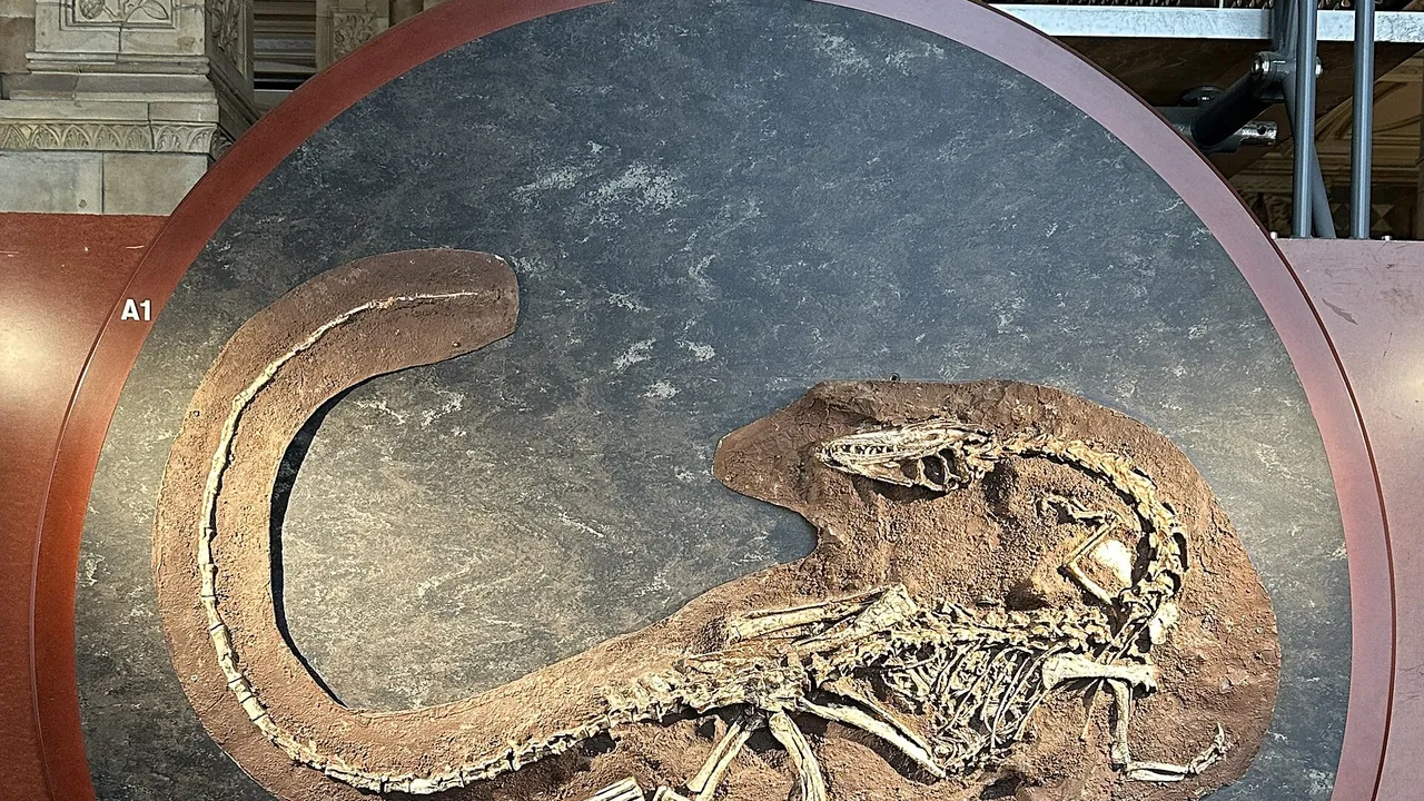 Natural History Museum, London, Dinosaur Gallery - fossil design
