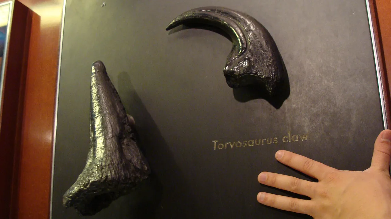 Dinosaur claws.001 - Natural History Museum of London