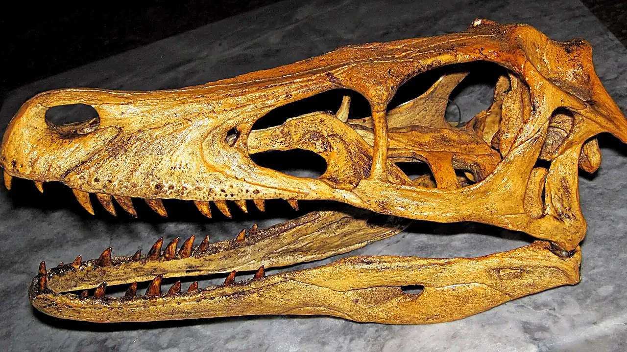 Velociraptor mongoliensis (theropod dinosaur skull - sculpture) (Upper Cretaceous; Gobi Desert, Mongolia-China) 1 (33705