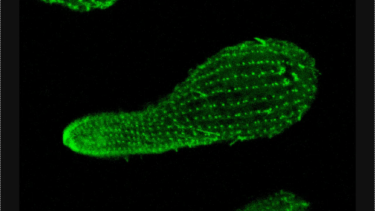 Tetrachimena Beta Tubulin
