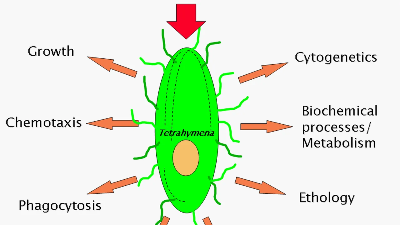 Tetrahymena-research