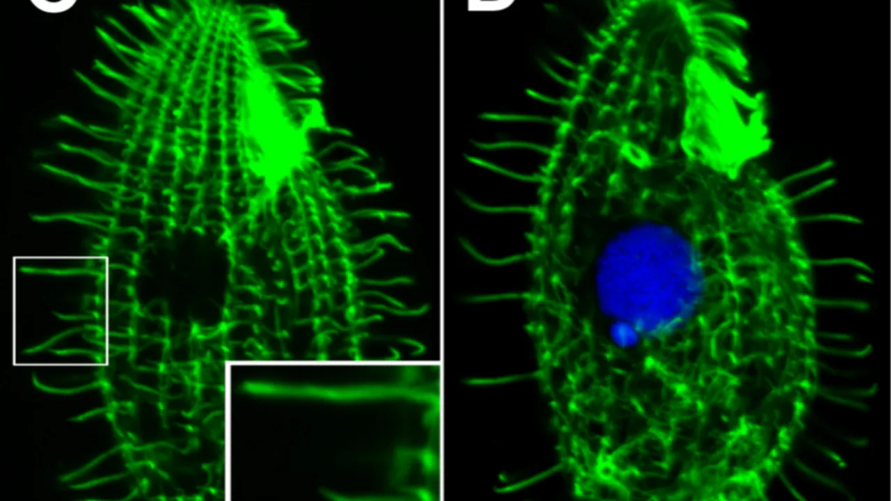 Tetrahymena Núcleos