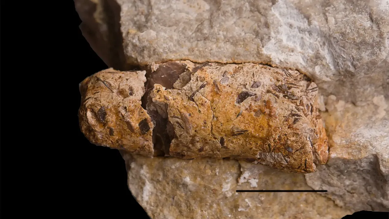 Triassic coprolite with visible fish remains